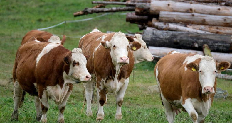 Agropecuária ocupa considerável extensão de terra no bioma Amazônia