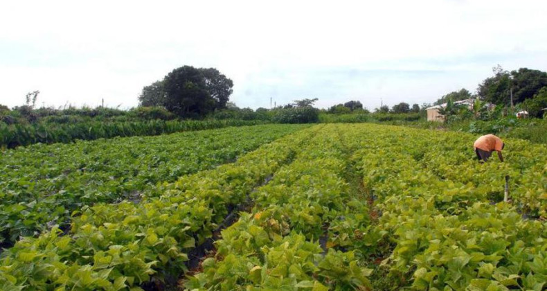 Banco do Brasil reforça linhas de crédito rural com R$ 1 bilhão