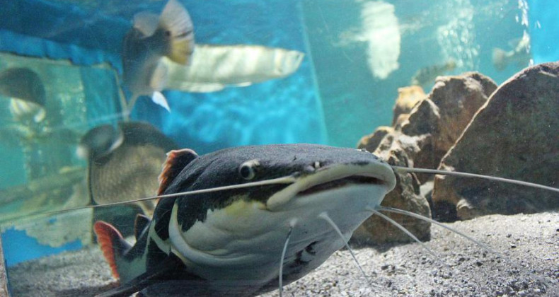 Crianças podem visitar Planeta Inseto e Museu da Pesca pela internet