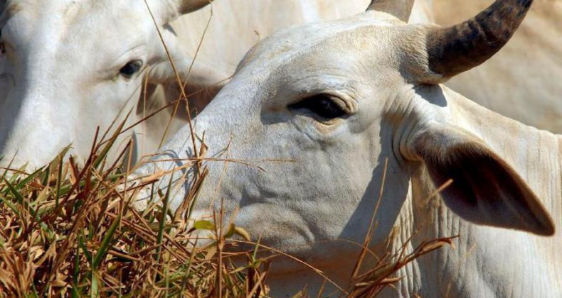 Vacinação contra febre aftosa já imunizou 166 milhões de animais
