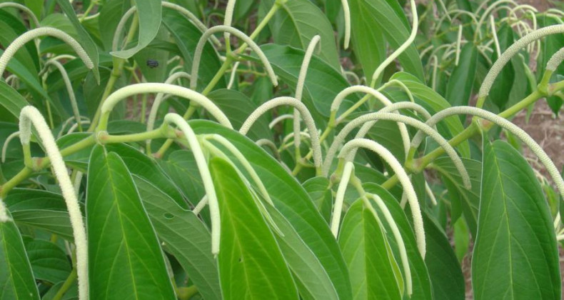 Embrapa: planta amazônica ajuda a combater pragas agrícolas